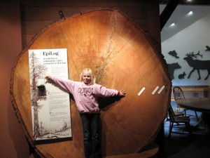 Old tree at the Olympic Park Visitor's Center