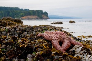 Starfish at Salt Creek Recreation Area