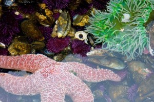 Starfish, sea urchins, sea enemy