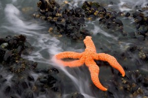 Starfish as the tide is coming back in
