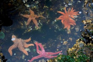 Many different types of starfish