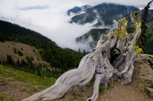 Olympic National Park - Hurricane Ridge Trail