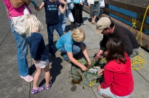 Port Townsend catching crabs