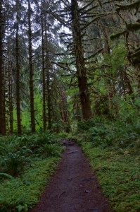Hoh River Trail - Olympic National Park