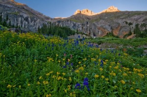 Flowers of Yankee Boy Basin at Sundown