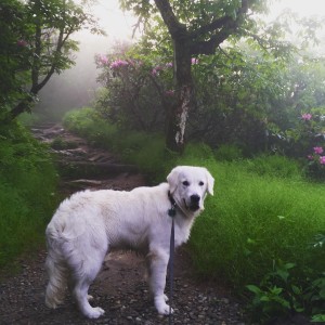 Dakota Hike in mist