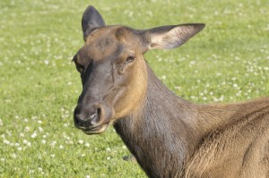 elk closeup