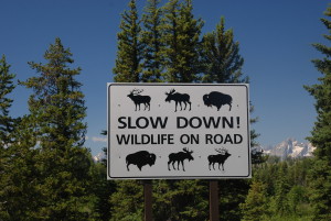 Wildlife on road sign