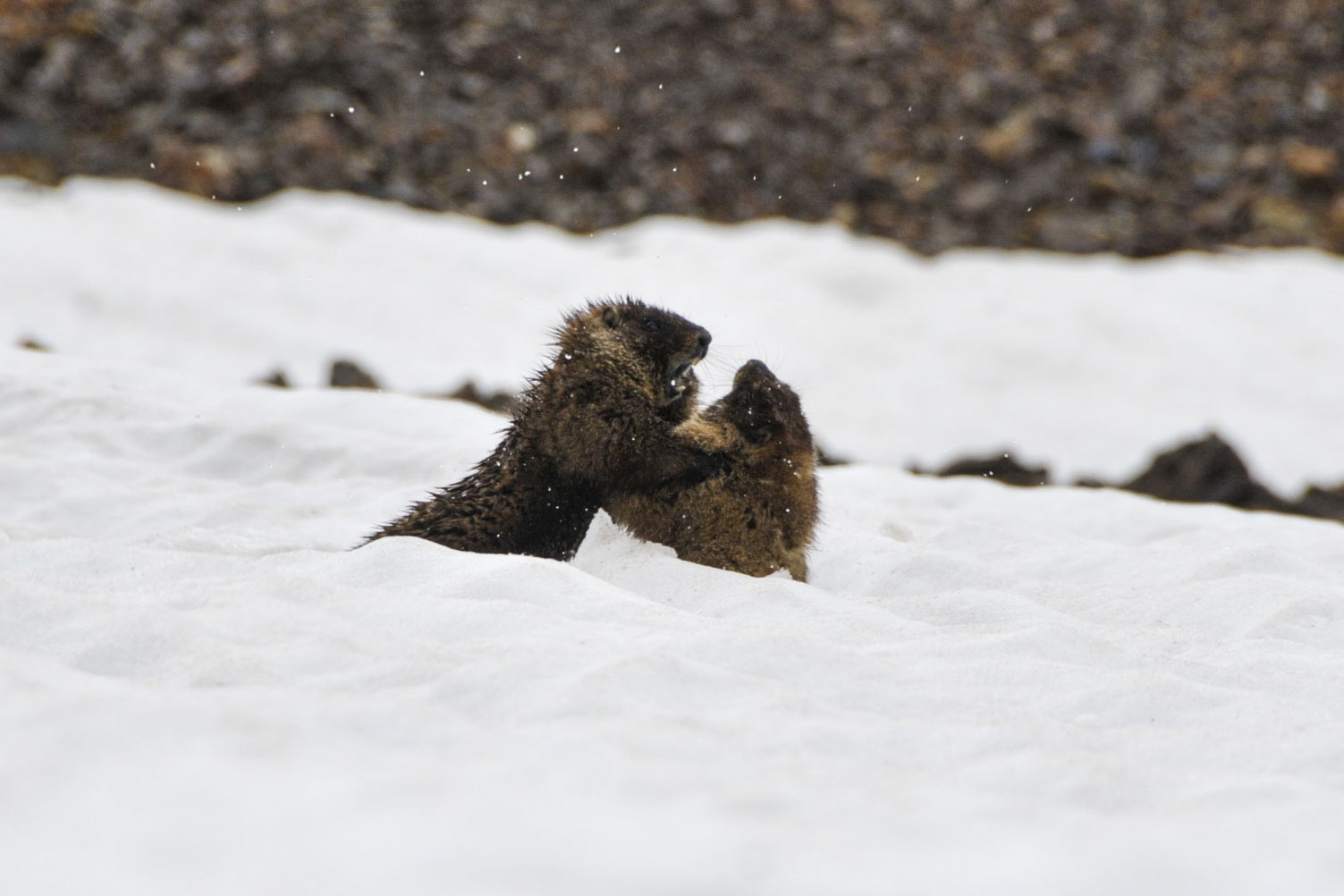 marmots playing-a